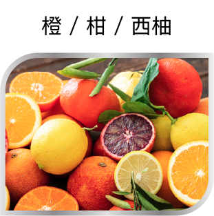 橙 / 柑 / 西柚